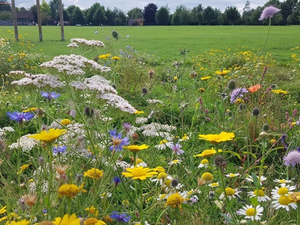 Wildflower Meadow recognised in Spelthorne In Bloom